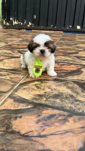 Shih Tzu adorável