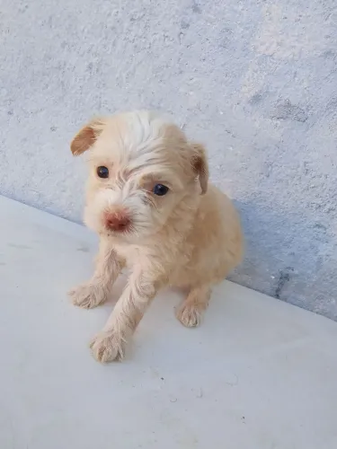 Vende,se filhotes de poodle ?