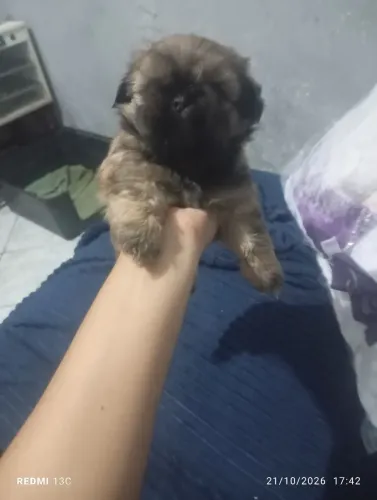 Vendo Filho Shitzu