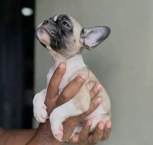 Buldogue francês macho