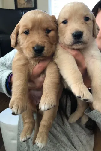 Golden retriever para familia