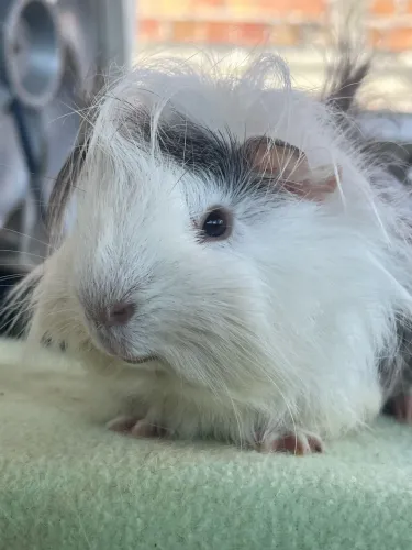 Porquinho da índia macho