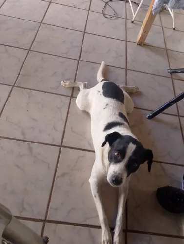 Estou doando esse cachorro muito dócil