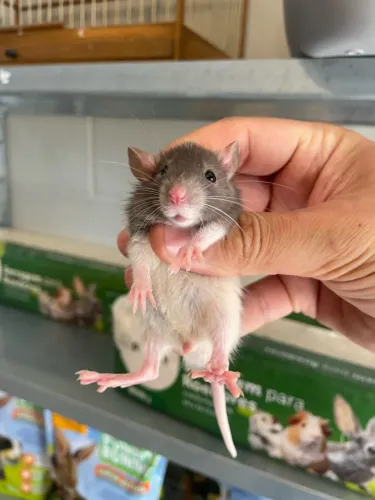 Ratos Twister filhotes Dumbo e Standard