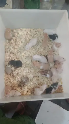 Hamsters Sírios/Roedores em geral
