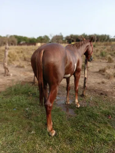 Potro a venda