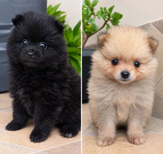 Lulu Pomerânia/ Spitz Alemão