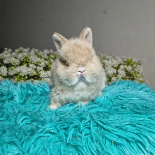 Coelho anão da raça netherland dwarf linhagem importada - menino olhos azuis 