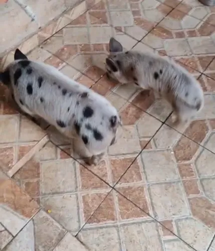Mini porco de estimação 