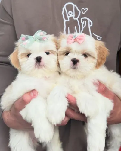 SHIH TZU Beleza, doçura e excelente procedência em um só filhote.