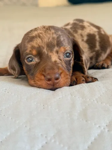 Basset Dachshund salsichinha arlequim chocolate 