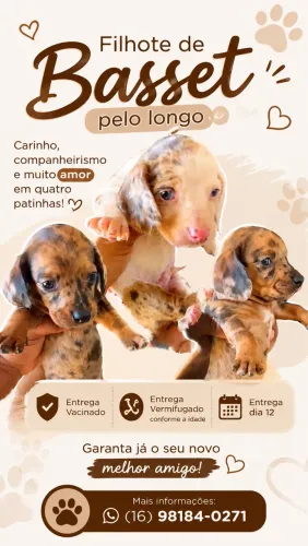 Filhote de Basset pelo longo