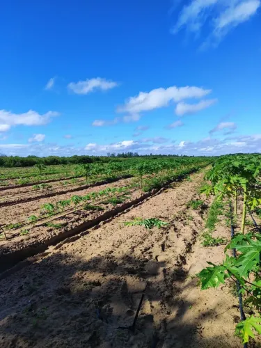 Área com 62 hectares em são José de Mipibu