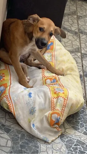 Cachorro pra doação *59