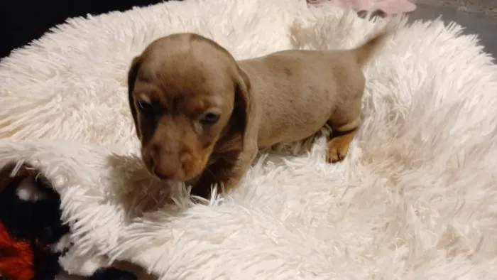 Dachshund fêmea  e um macho