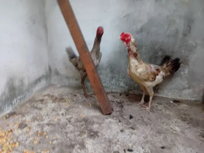 Galinha caipira