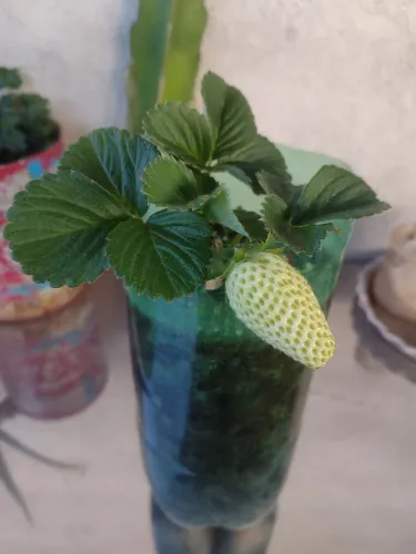 Muda de morango ?!!!