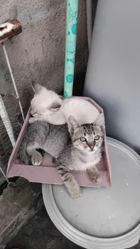 2 gatinhos machos (LEIA A DESCRIÇÃO)