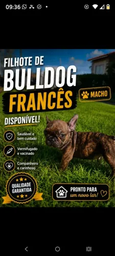 Bulldog Francês lindo