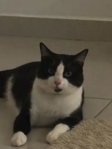 Gato frajola Grande *DOAÇÃO*