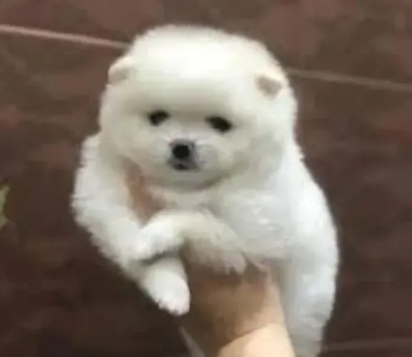 Lulu da Pomerânea Filhotes Magníficos Anões.
