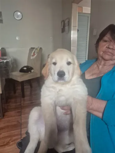 ÚLTIMOS MACHOS ! GOLDENS LEGÍTIMOS!