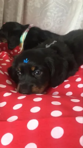 Lindos filhotes Basset teckel pêlo longo disponíveis!