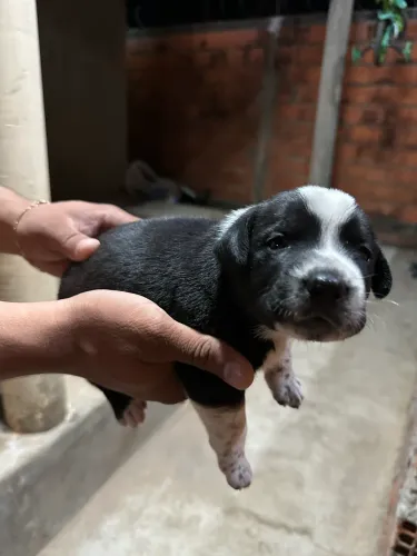 Filhotes Lindos - Pai Dálmata e Mãe Rottweiler com Pastor Alemão 