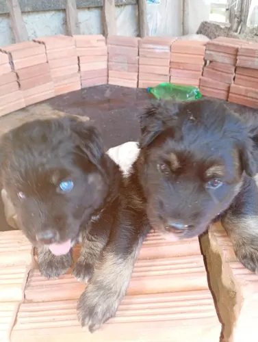 Cachorro