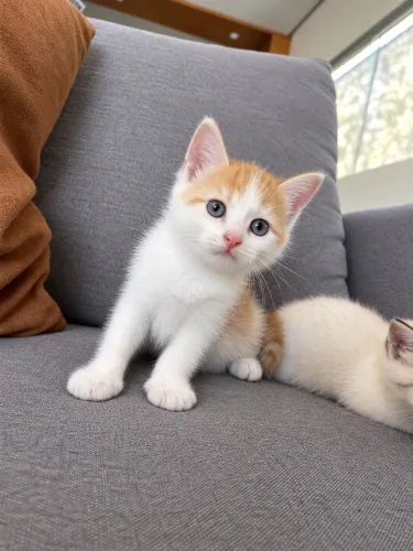 Filhotes de gato persa