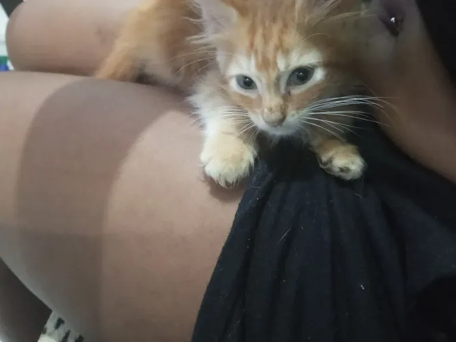Gato laranja peludinho