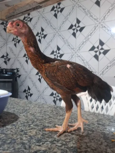 galinhas bico-curto