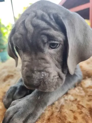 Filhotes de Cane Corso Italiano - com Pedigree