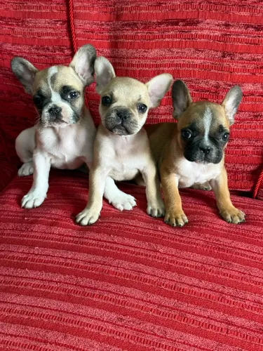 Bulldog Francês Filhotinhos super espertos vacinados pronta entrega