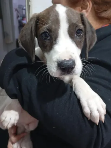 Cachorrinho macho vermifugado para doação 