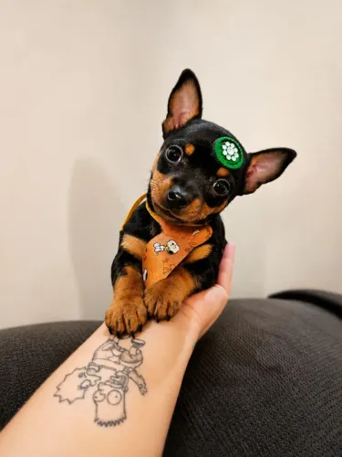 Pinscher femea e macho n1