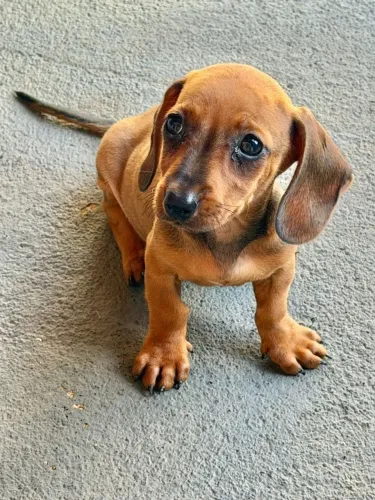 Vendo Cachorro Raça Dachshund (Salsicha)