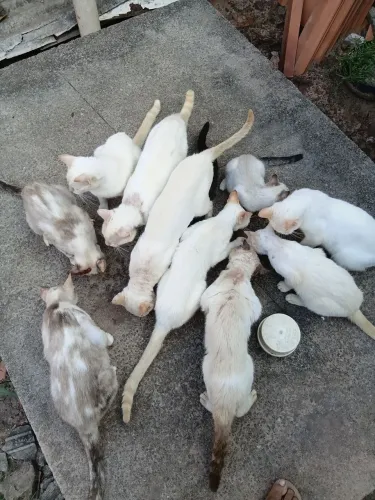 Animais