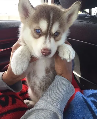 Husky Siberiano - Doguinho Perfeito Para Sua Família