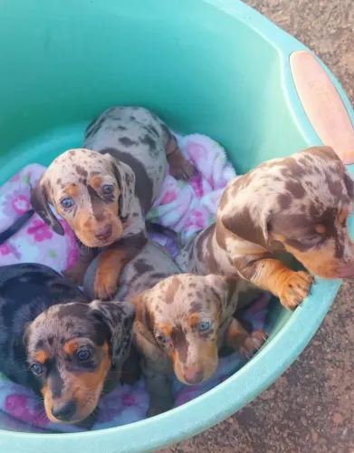 Filhote de salsichinha (cofap,basset,danshund)
