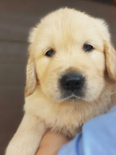Sorrisos Garantidos: Conheça Nossos Filhotes de Golden Retriever