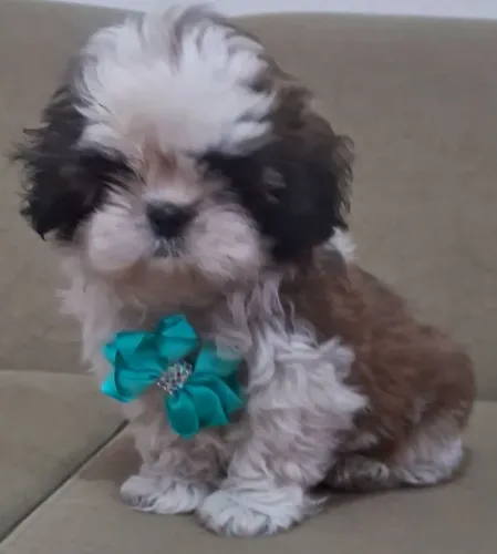Shih tzu macho