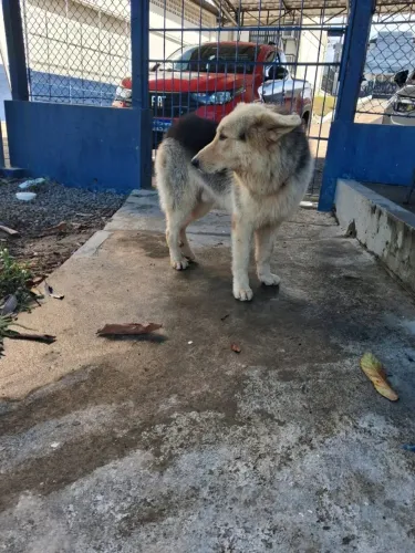 CAO SRD PARA CRUZAR