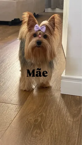 Yorkshire Terrier Macho