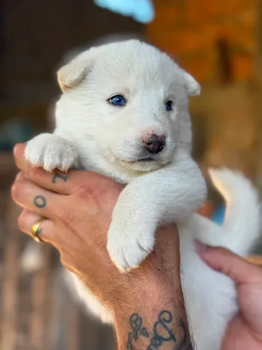 Vendo filhote macho de husky siberiano 