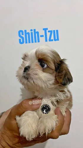 filhotes de Shih Tzu