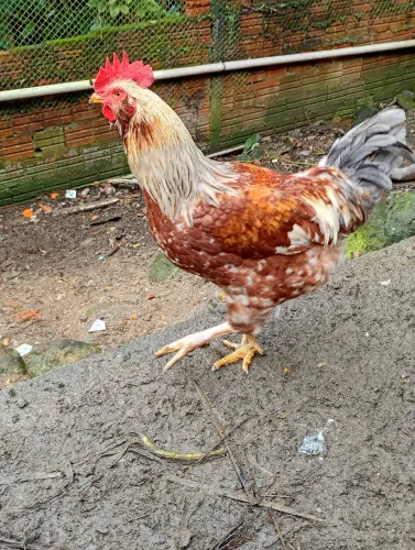 Galo novo ( genética de ovos azul)