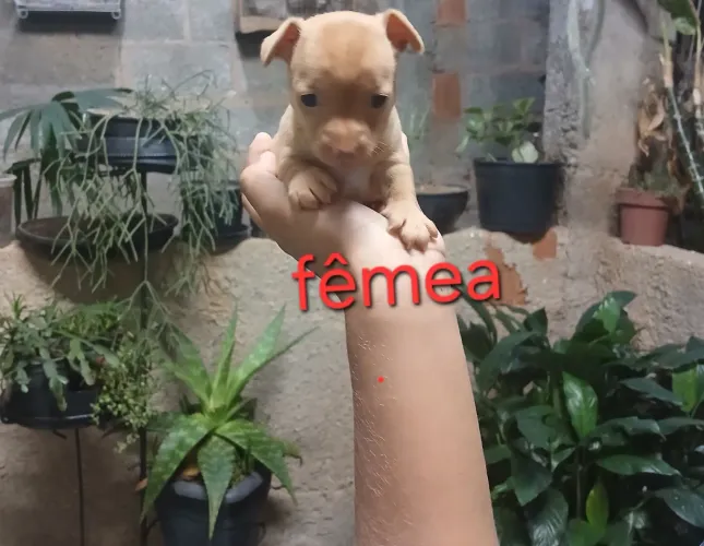 Vende-se pinscher