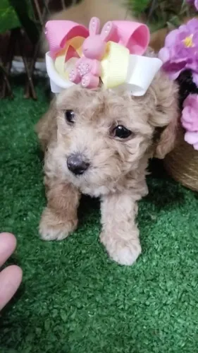 Poodle Toy Champanhe (Abricó)