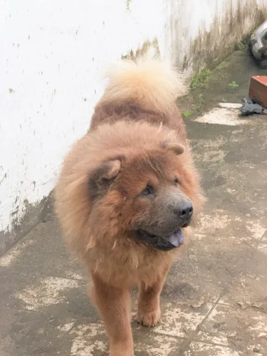 Procuro fêmea para cruzar: Chow Chow